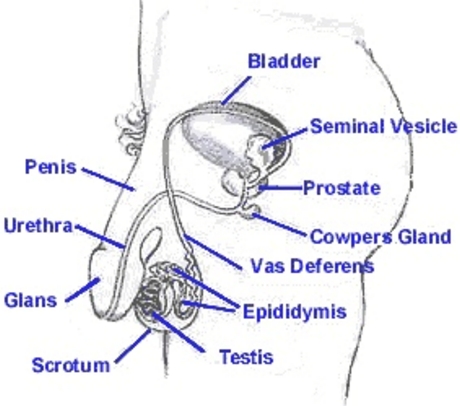 Male Sexual Organs